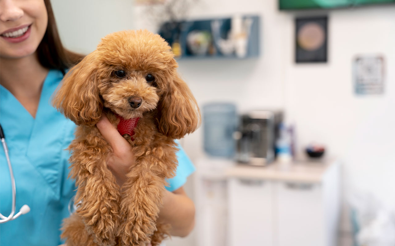 The Importance of Regular Vet Check-Ups: What Every Pet Owner Should Know